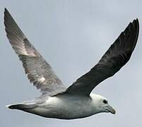 Fulmar boréal