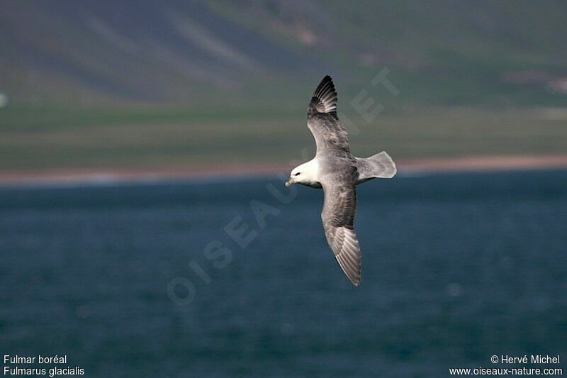 Fulmar boréaladulte nuptial