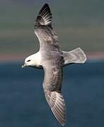 Fulmar boréal