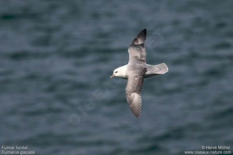 Fulmar boréaladulte nuptial