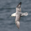 Fulmar boréal