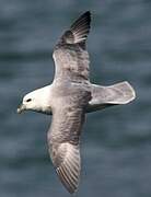 Fulmar boréal