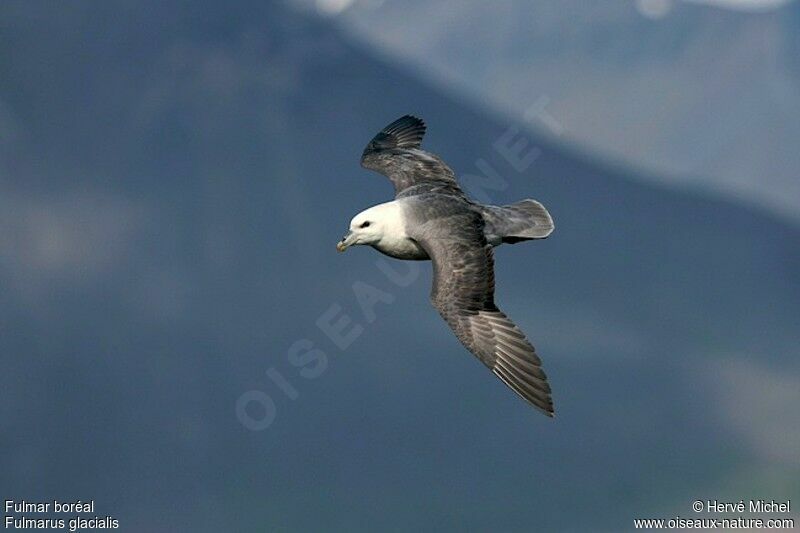 Fulmar boréaladulte nuptial