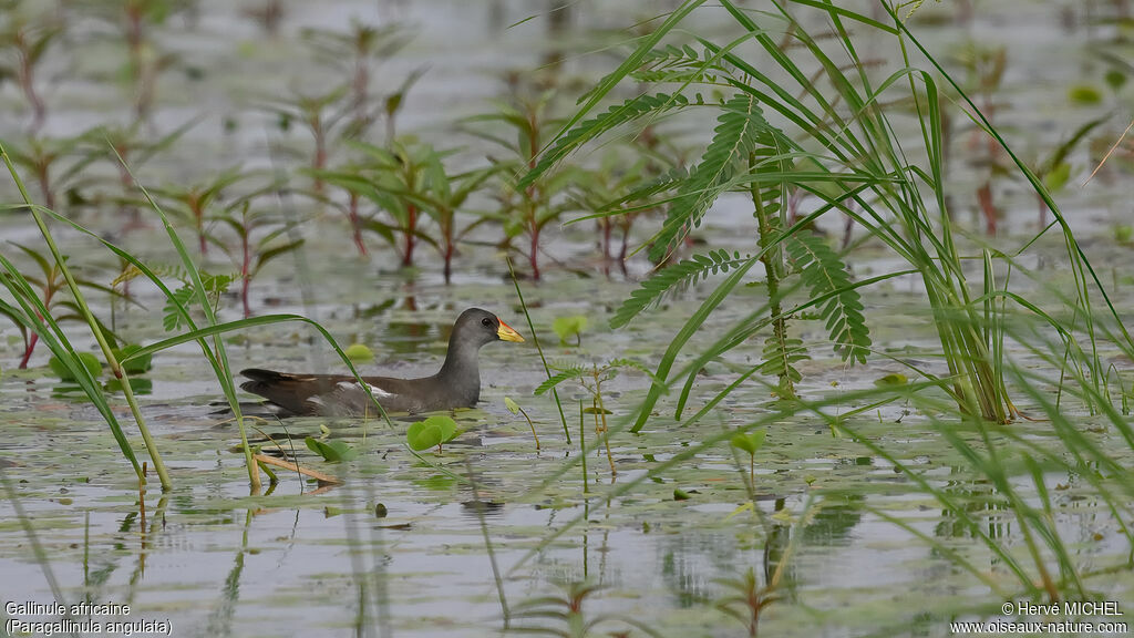 Gallinule africaine