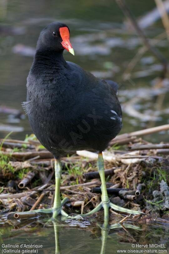 Gallinule d'Amérique