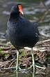 Gallinule d'Amérique
