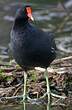 Gallinule d'Amérique