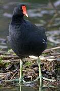 Common Gallinule