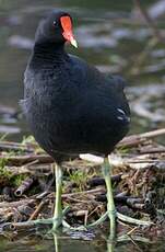 Gallinule d'Amérique