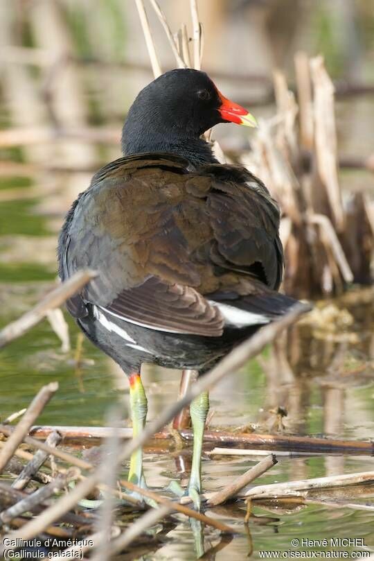 Gallinule d'Amérique