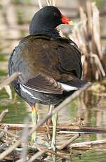 Gallinule d'Amérique