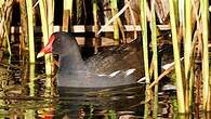 Gallinule poule-d'eau