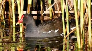 Common Moorhen