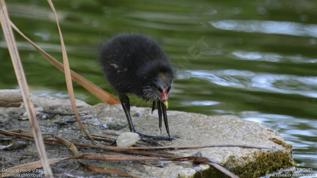 Gallinule poule-d'eauPoussin