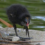 Gallinule poule-d'eau