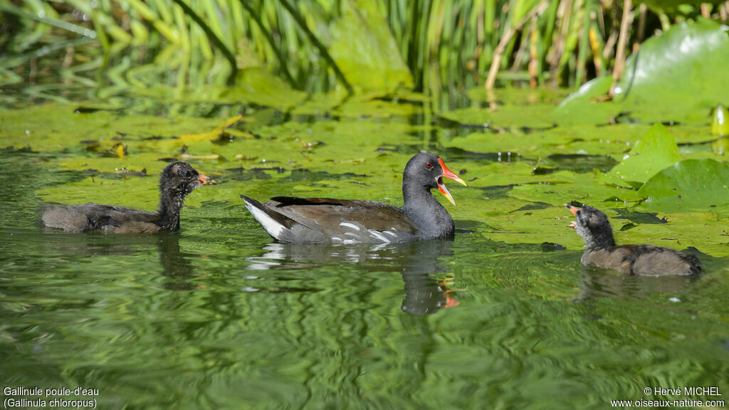 Common Moorhen