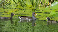 Gallinule poule-d'eau