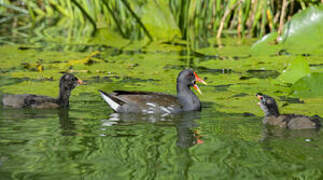 Common Moorhen