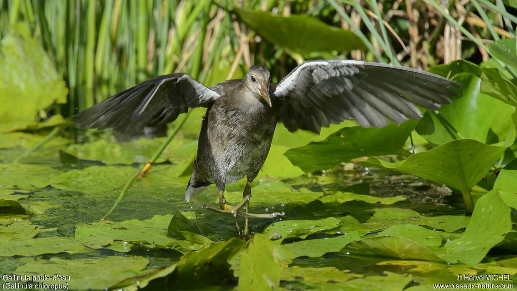 Gallinule poule-d'eaujuvénile