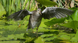 Common Moorhen