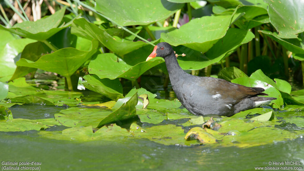 Common Moorhen