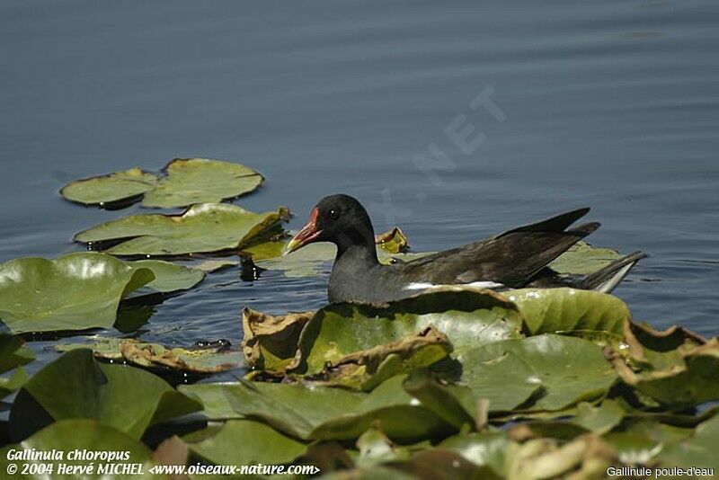 Common Moorhen