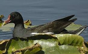 Common Moorhen