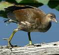 Gallinule poule-d'eau