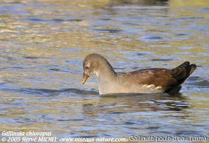 Gallinule poule-d'eau