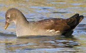 Common Moorhen