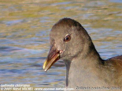 Gallinule poule-d'eau