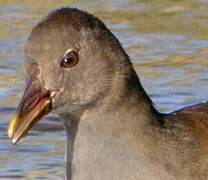 Gallinule poule-d'eau