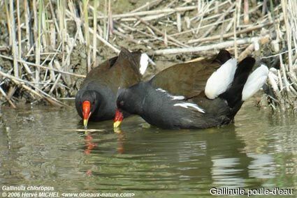 Gallinule poule-d'eau adulte nuptial