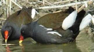 Gallinule poule-d'eau