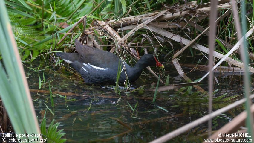 Gallinule poule-d'eauadulte