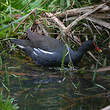 Gallinule poule-d'eau