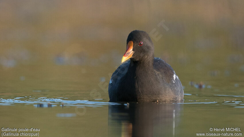 Gallinule poule-d'eauadulte