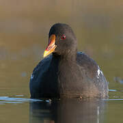 Common Moorhen