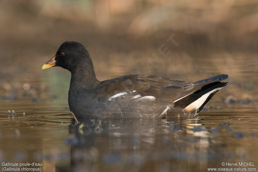 Gallinule poule-d'eauadulte