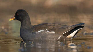 Common Moorhen