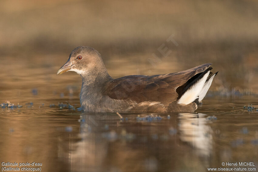 Common Moorhenjuvenile