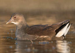 Common Moorhen