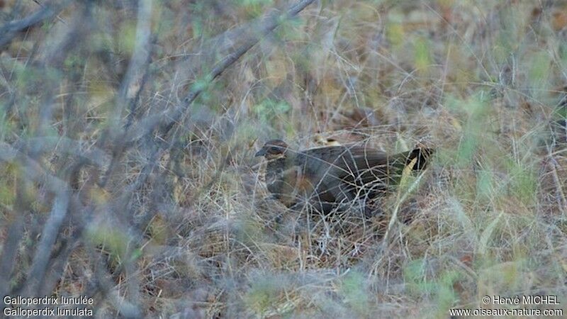 Painted Spurfowl female adult