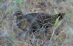 Galloperdrix lunulée