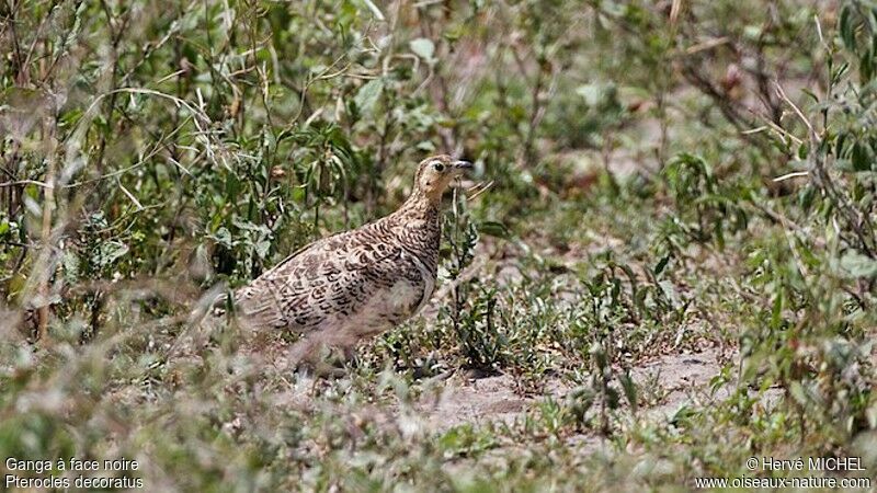 Black-faced Sandgrouse