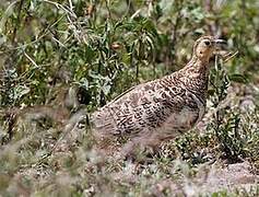 Black-faced Sandgrouse