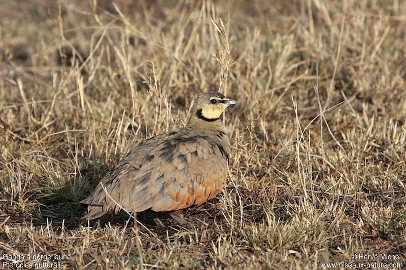 Yellow-throated Sandgrouse male adult