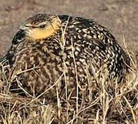 Yellow-throated Sandgrouse