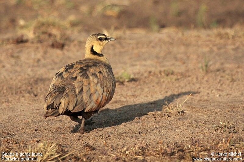 Yellow-throated Sandgrouse male adult