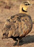 Yellow-throated Sandgrouse